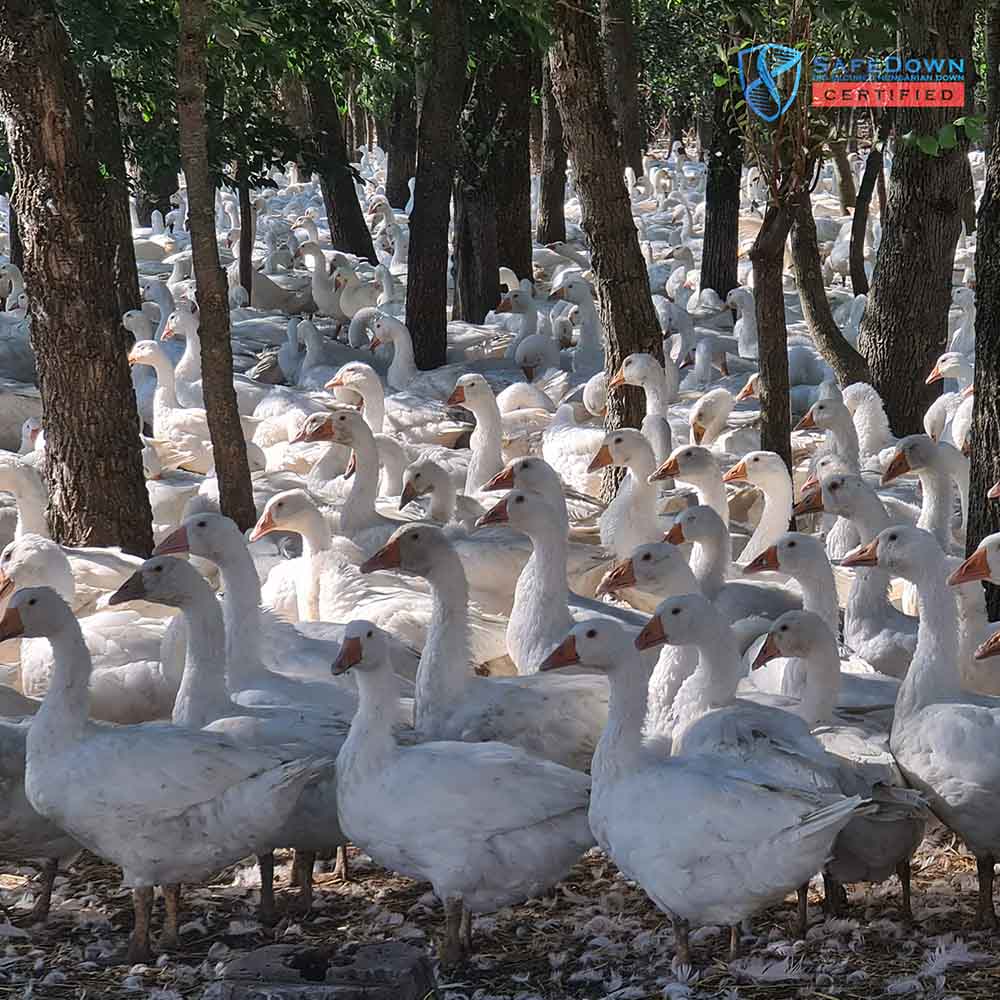 SafeDown Gallery Image 6