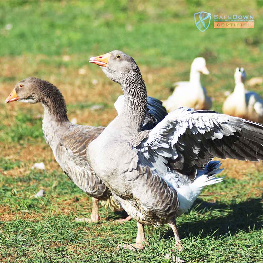 SafeDown Gallery Image 8