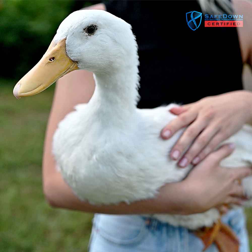 SafeDown Gallery Image 9